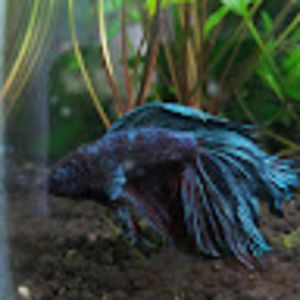 Meet your Posher, Julia